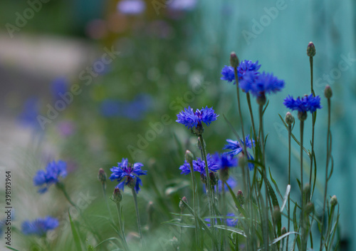 Cornflower -the most beautiful and modest flower in the flower bed