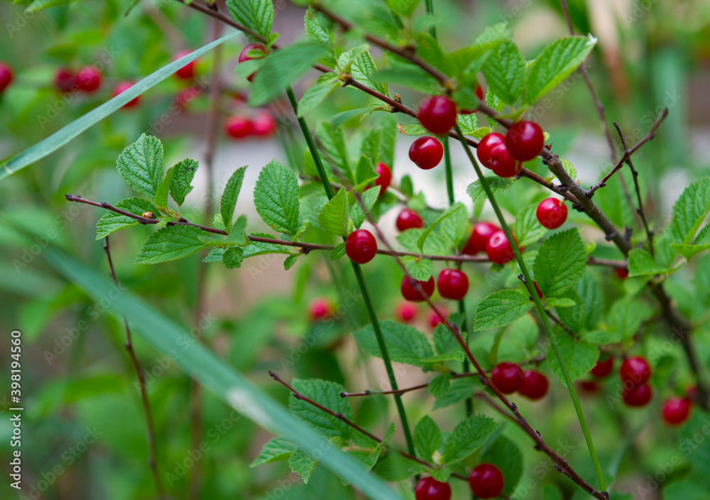 Siberian cherry fruits in the village garden