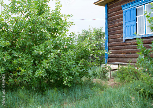 Siberian Apple tree Bush at the village house