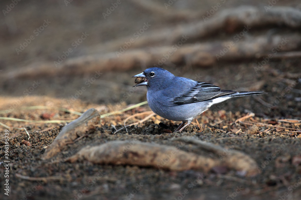 The Tenerife blue chaffinch (Fringilla teydea) on the ground with berry in its beak.Rare songbird on the ground with needles. The Tenerife blue chaffinch (Fringilla teydea) on the ground with berry in its beak.Rare songbird on the ground with needles.