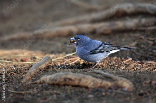 The Tenerife blue chaffinch (Fringilla teydea) on the ground with berry in its beak.Rare songbird on the ground with needles.