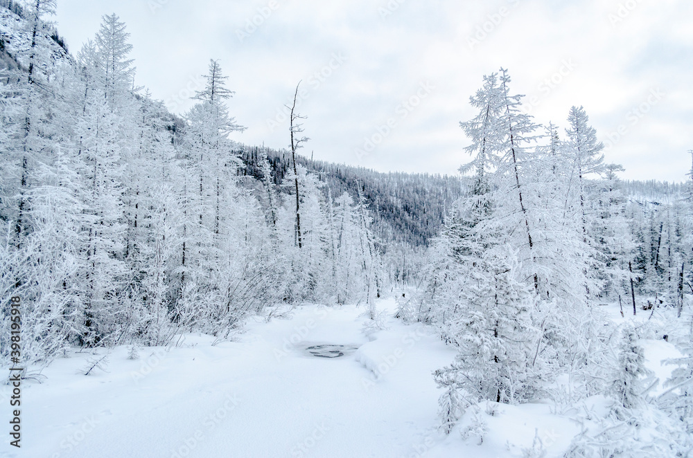 Obraz premium Snowy forest in the Republic of Sakha, Kolyma tract, the Russian North