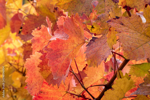 Herbstspaziergang in den Weinbergen bei Rück, Elsenfeld in Unterfranken . Die Blätter strahlen in wunderschönen Herbstfarben, braun, rot, gelb.