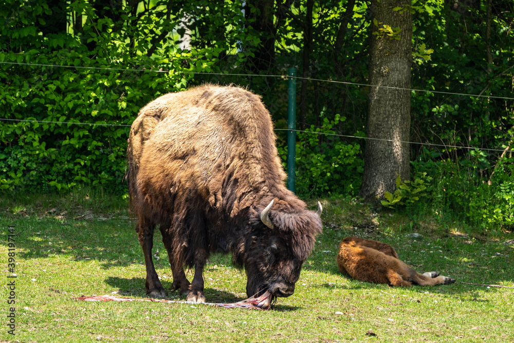 American buffalo known as bison, Bos bison in the zoo