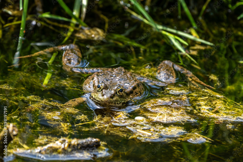 Common frog, Rana temporaria, single reptile croaking in water