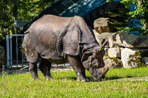 The Indian Rhinoceros  Rhinoceros unicornis aka Greater One-horned Rhinoceros