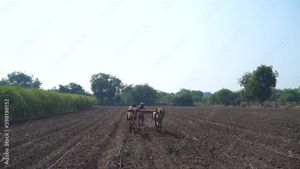 Sowing seeds in Rural India the traditional way Sowing seeds in Rural India the traditional way