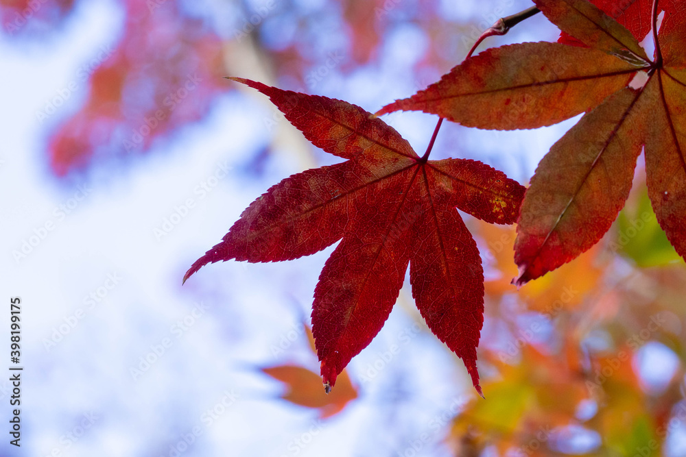 紅葉した楓の葉のクローズアップ 紅葉した楓の葉のクローズアップ