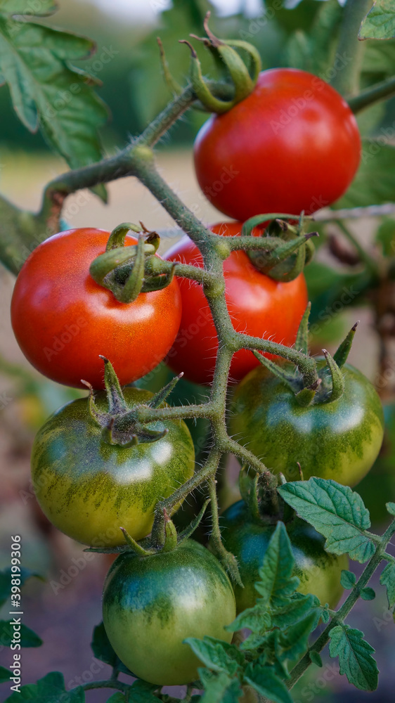 Ripe tomatoes in the farmer's garden. Organic farming. Closeup