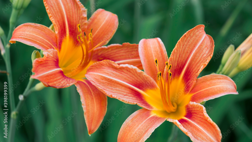 Orange daylily on a background of green grass. Close up, macro Orange daylily on a background of green grass. Close up, macro