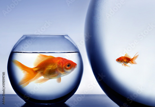 Big and small goldfish