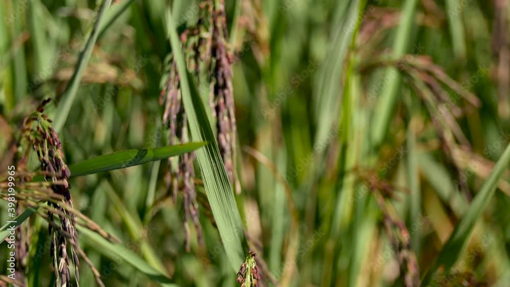 Riceberry rice in organic fields from Thailand.
Riceberry rice in organic fields from Thailand.