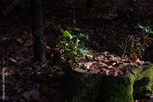 Petite scène d'automne