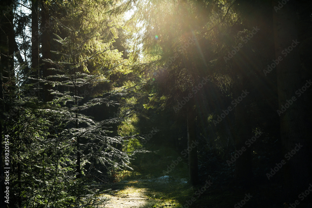 Obraz premium Amazing mountain spruce forest with sun lights