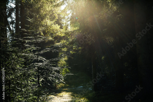 Amazing mountain spruce forest with sun lights