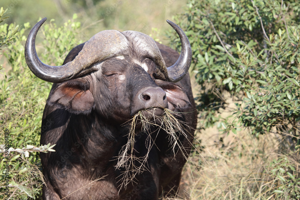 Kaffernbüffel / Buffalo / Syncerus caffer Kaffernbüffel / Buffalo / Syncerus caffer