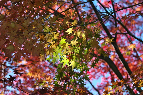 Kyoto Japan-November 24  2020  Green autumn leaves illuminated by sunlight through leaves 