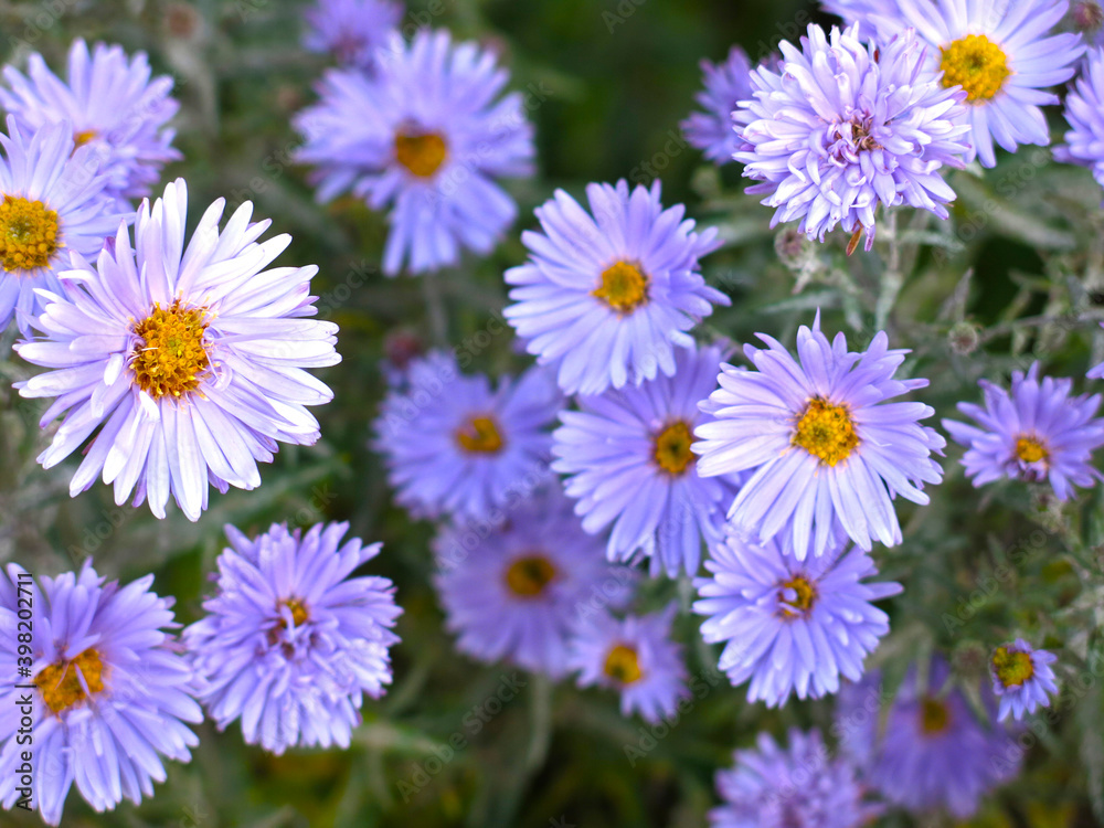 blue fluffy autumn daisies before frost in the garden blue fluffy autumn daisies before frost in the garden