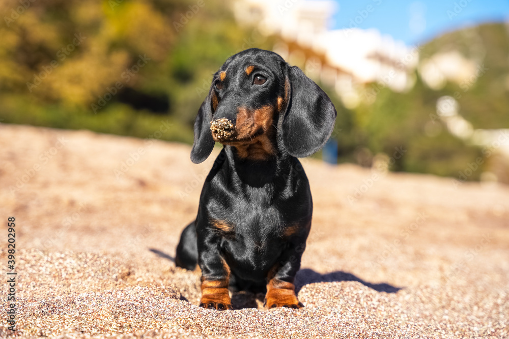 A funny dachshund puppy sits after fun games on the beach, smearing his nose in the sand.