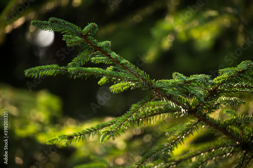 Green prickly branches of a fur-tree or pine. Fluffy fir tree branch close up. background blur