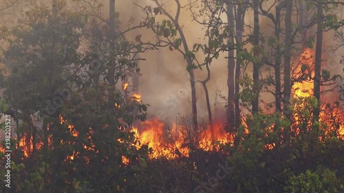 Forest fire disaster is burning caused by human photo