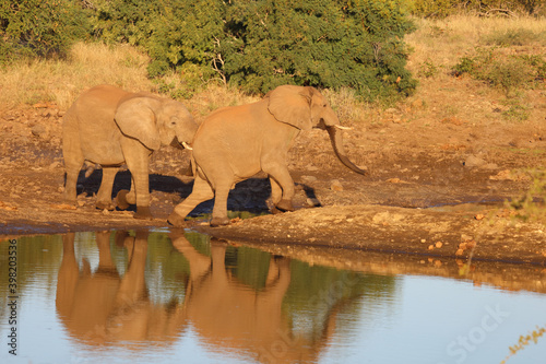 Afrikanischer Elefant   African elephant   Loxodonta africana