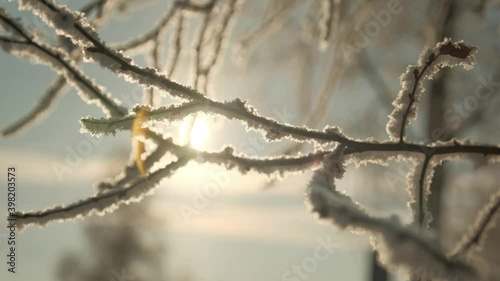 Winter landscape of the city on a frosty day. Snow tree branches close-up.