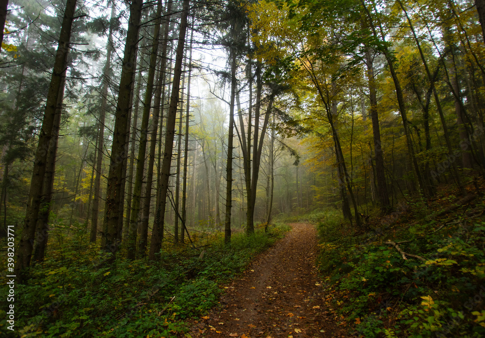 Fototapeta premium path in misty autumn forest 