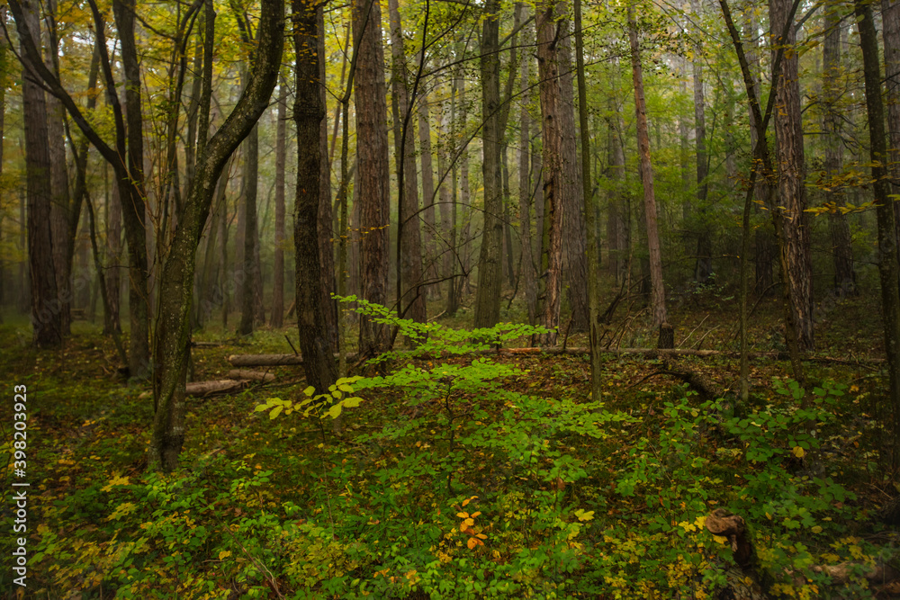 autumn forest in the mist autumn forest in the mist