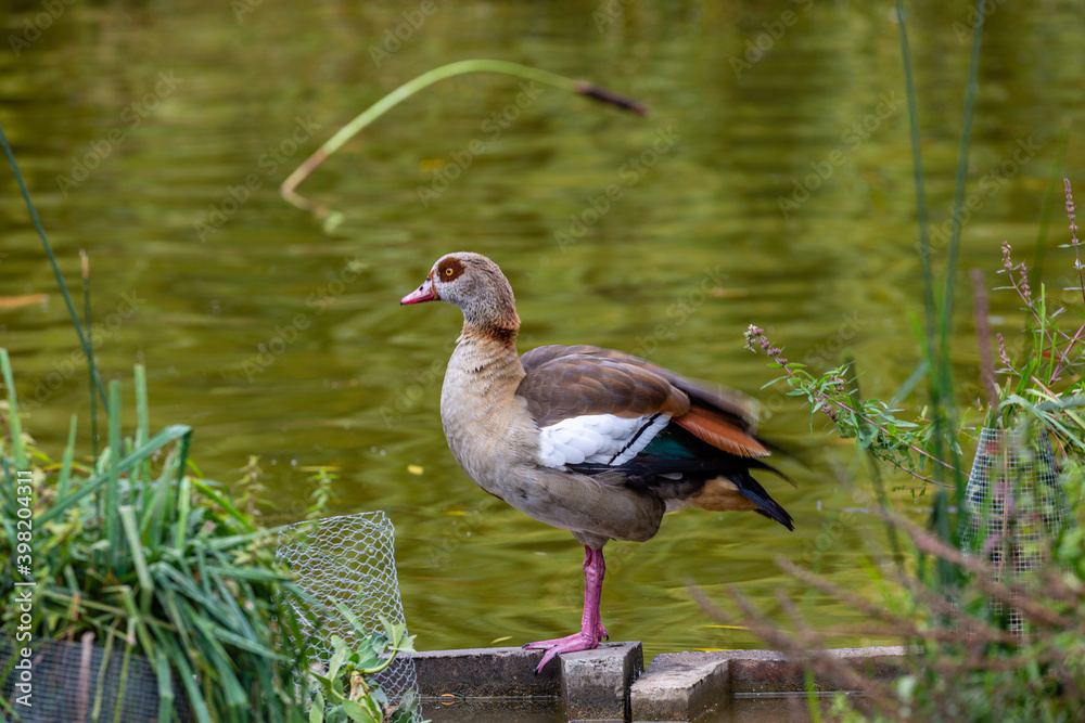 Egyptian goose near to the water Egyptian goose near to the water