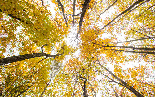 autumn forest 