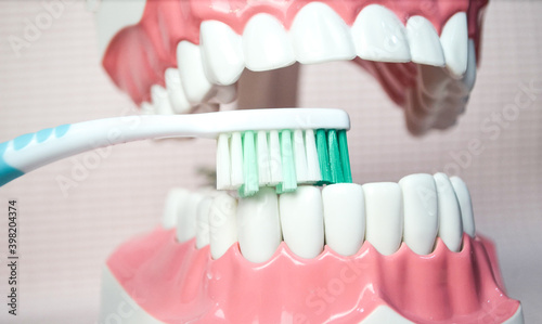 Toothbrush brushing lower teeth on teeth model.Dental care demonstration.