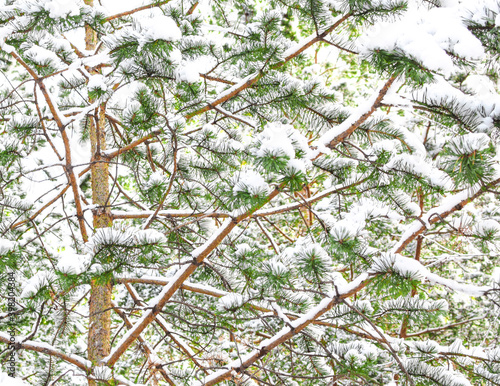 Pine branches covered with snow as a background. Pine tree under the snow. Merry Christmas and Happy New Year. Selective focus. Beautiful bokeh.
