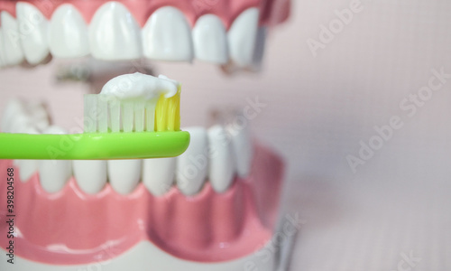 Green toothbrush with white toothpaste brushing teeth on teeth model.Dental care 