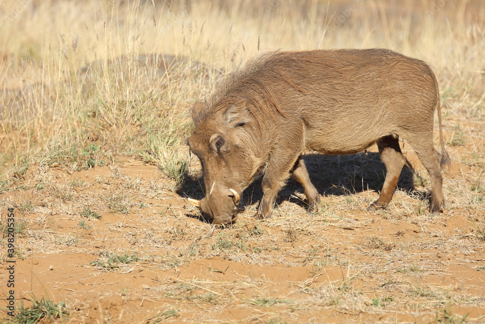 Fototapeta premium Warzenschwein / Warthog / Phacochoerus africanus