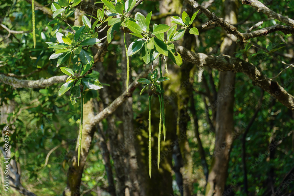 Mangrove seeds in natural mangrove forests of southern Thailand. Mangrove seeds in natural mangrove forests of southern Thailand.