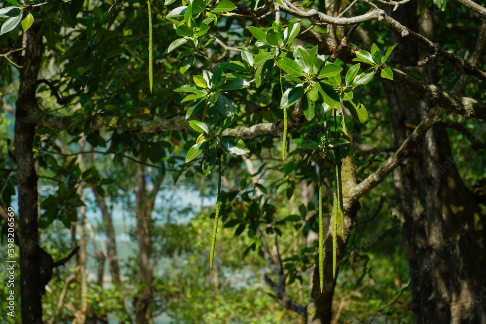 Fototapeta premium Mangrove seeds in natural mangrove forests of southern Thailand.