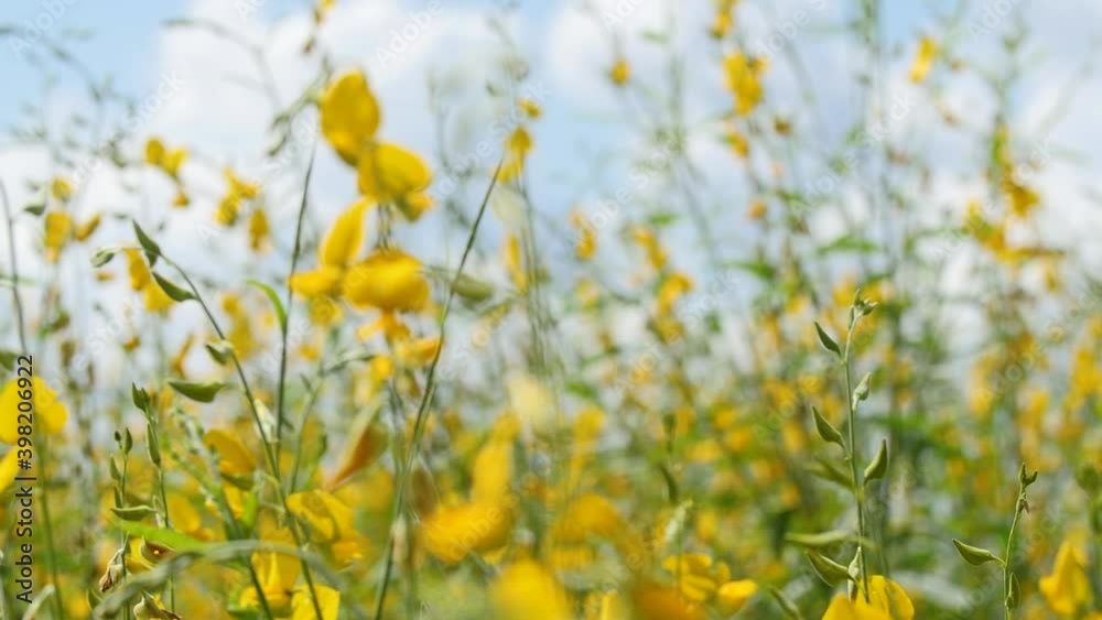 Crotalaria juncea, useful flower In fertilizing the soil
Crotalaria juncea, useful flower In fertilizing the soil