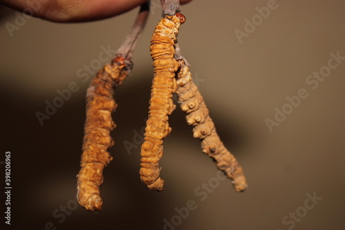 Keeda jadi, cordicep sinensis, yarsagumba  photo