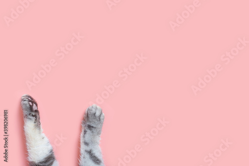 Fototapeta Naklejka Na Ścianę i Meble -  Gray striped cat's paws on a pink background. The concept of animal care, pet products, veterinary services. Minimalism, feed on top, place for text.