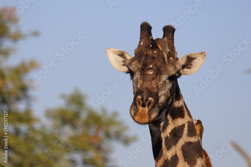 Fototapeta Naklejka Na Ścianę i Meble -  Giraffe / Giraffe / Giraffa Camelopardalis