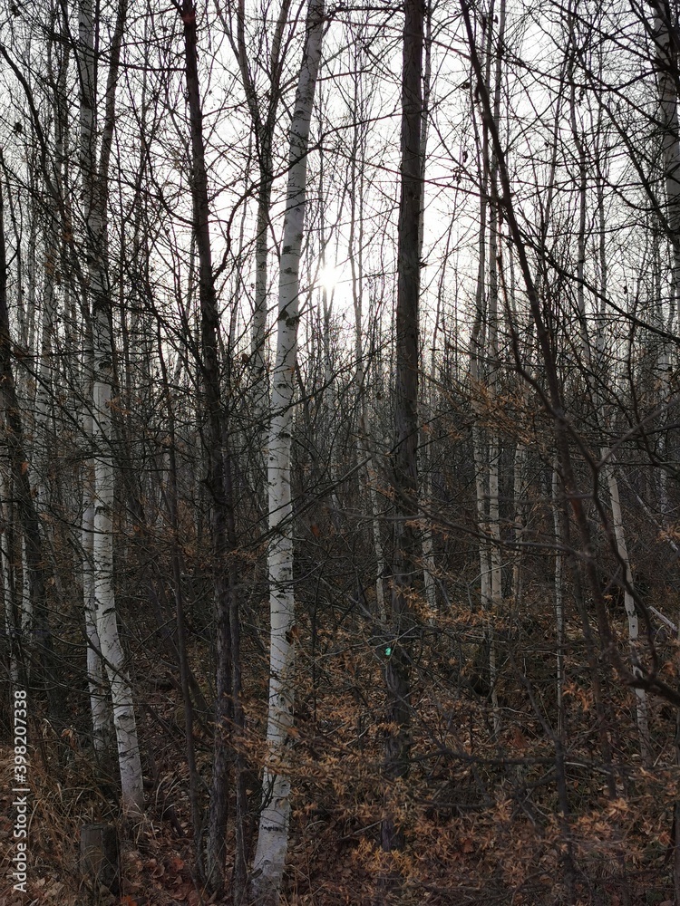 forest in autumn