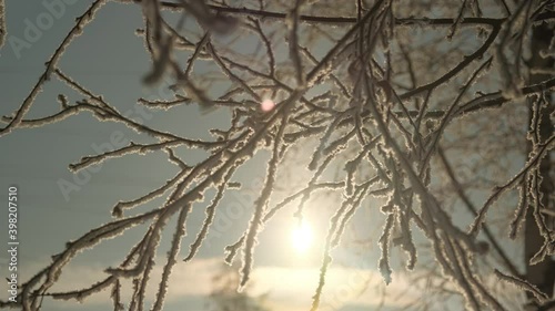 Winter landscape of the city on a frosty day. Snow tree branches close-up.