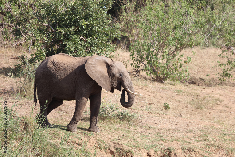 Afrikanischer Elefant / African elephant / Loxodonta africana Afrikanischer Elefant / African elephant / Loxodonta africana