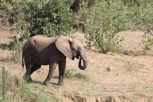 Afrikanischer Elefant   African elephant   Loxodonta africana