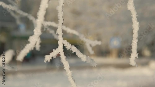Winter landscape of the city on a frosty day. Snow tree branches close-up.