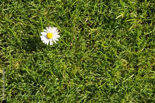 flor margarita sola en un prado verde  photo