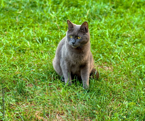 Gray cat breed British on the background of green grass closeup