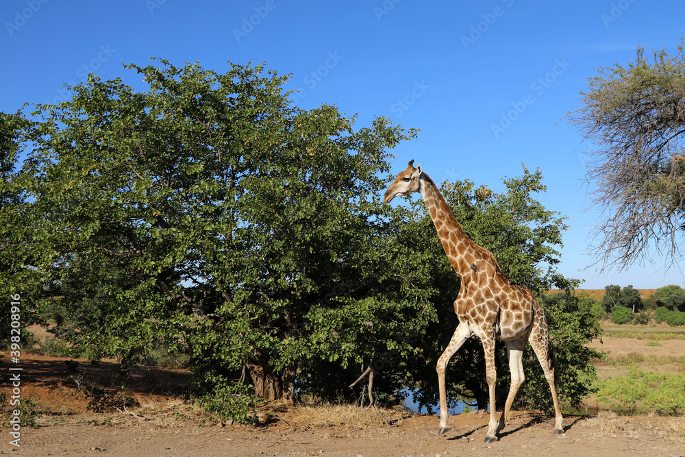 Obraz premium Giraffe / Giraffe / Giraffa Camelopardalis
