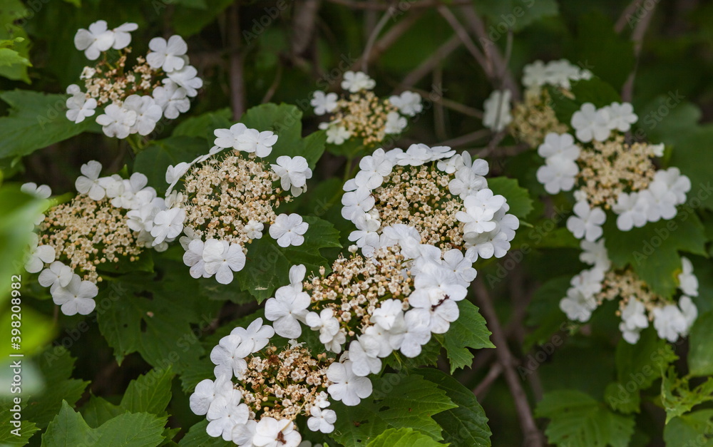 White flowers of viburnum closeup in summer on a green background White flowers of viburnum closeup in summer on a green background
